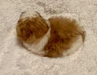 Happy, a male Mal Shi for sale in Summer Shade, KY – 5 of 5