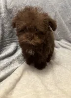 Pocket Pup , a male Poodle - Toy  for sale in Summer Shade, KY – 9 of 9