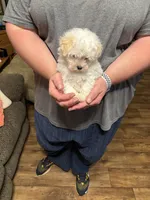 Little Bit , a female Maltipoo for sale in Summer Shade, KY – 5 of 6