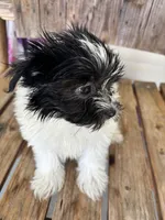 Lilac, a female Maltipom for sale in Summer Shade, KY – 4 of 7