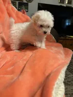 Little Bit , a female Maltipoo for sale in Summer Shade, KY – 4 of 6
