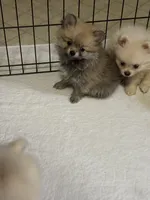 Penny, a female Pomeranian for sale in Summer Shade, KY – 6 of 8