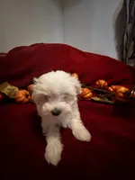 Prissy , a female Maltese for sale in Summer Shade, KY – 5 of 6