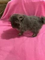 Brandy, a female Pomeranian for sale in Summer Shade, KY – 6 of 10