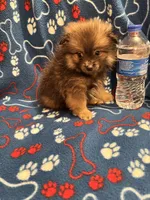 Bouncy Micky, a male Pomeranian for sale in Summer Shade, KY – 8 of 8