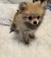 Tiny Penny. , a female Pomeranian for sale in Summer Shade, KY – 8 of 8