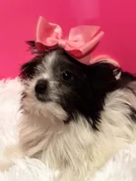Tiny Skye, a female Maltipom for sale in Summer Shade, KY – 3 of 8