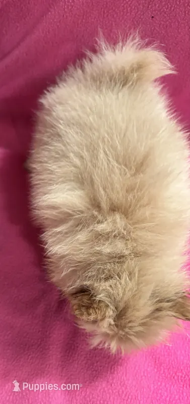Sunshine  – Pomeranian puppy for sale in Summer Shade, KY