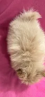 Sunshine , a female Pomeranian for sale in Summer Shade, KY – 1 of 9