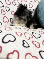 Lola, a female Maltipom for sale in Summer Shade, KY – 2 of 10