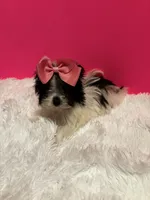 Tiny Skye, a female Maltipom for sale in Summer Shade, KY – 6 of 8