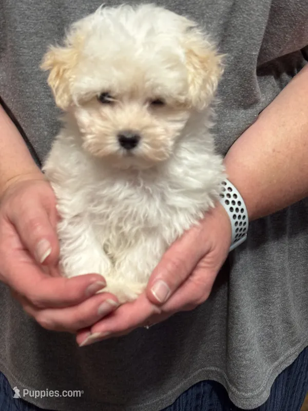 Little Bit  – Maltipoo puppy for sale in Summer Shade, KY