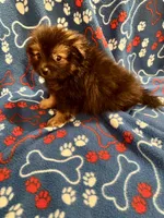 Fluffy , a male Pomeranian for sale in Summer Shade, KY – 3 of 7