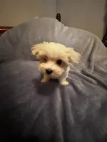 Dynamite , a male Maltese for sale in Summer Shade, KY – 3 of 3
