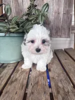 King, a male Maltipoo for sale in Summer Shade, KY – 5 of 5