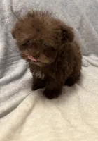 Pocket Pup , a male Poodle - Toy  for sale in Summer Shade, KY – 3 of 9