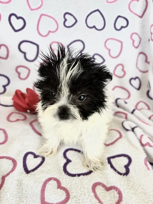 Skye – Maltipom puppy for sale in Summer Shade, KY