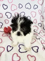 Skye, a female Maltipom for sale in Summer Shade, KY – 1 of 8
