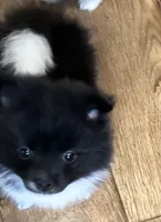 Marbles, a male Pomeranian for sale in Summer Shade, KY – 3 of 5