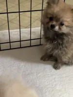 Penny, a female Pomeranian for sale in Summer Shade, KY – 5 of 8