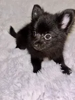 Mr Shiny, a male Pomeranian for sale in Summer Shade, KY – 6 of 6