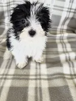Parti Boy, a male Maltipom for sale in Summer Shade, KY – 6 of 8