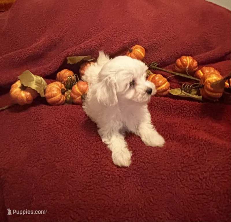 Prissy CKC  – Maltese puppy for sale in Summer Shade, KY
