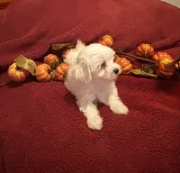 Prissy CKC , a female Maltese for sale in Summer Shade, KY – 3 of 9