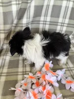 Lola, a female Maltipom for sale in Summer Shade, KY – 6 of 7