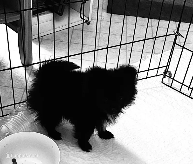 REDUCED. CHARMER – Pomeranian puppy for sale in Summer Shade, KY