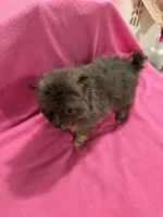Brandy, a female Pomeranian for sale in Summer Shade, KY – 9 of 10