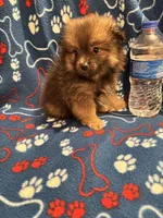 Bouncy Micky, a male Pomeranian for sale in Summer Shade, KY – 5 of 8