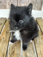 REDUCED. CHARMER, a male Pomeranian for sale in Summer Shade, KY – 8 of 10