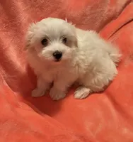 Snowball utd pix. REDUCED , a male Maltese for sale in Summer Shade, KY – 3 of 10