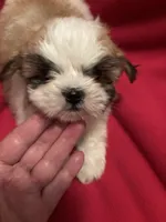 Trixie, a female Mal Shi for sale in Summer Shade, KY – 2 of 6