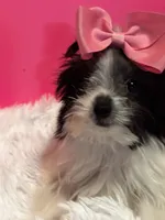 Tiny Skye, a female Maltipom for sale in Summer Shade, KY – 8 of 8
