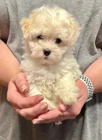 Little Bit , a female Maltipoo for sale in Summer Shade, KY – 3 of 6