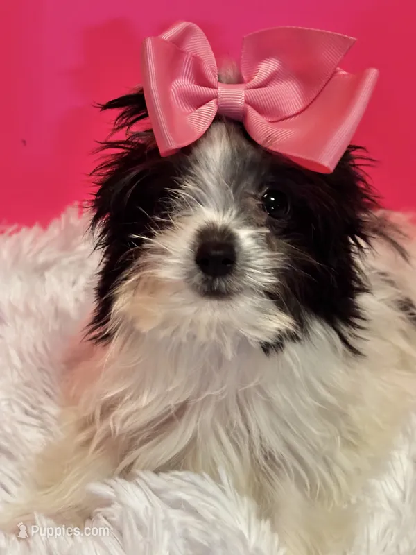 Tiny Skye – Maltipom puppy for sale in Summer Shade, KY