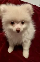 Mr Sherbet , a male Pomeranian for sale in Summer Shade, KY – 3 of 6