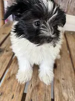 Lilac, a female Maltipom for sale in Summer Shade, KY – 5 of 7