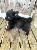 REDUCED. CHARMER, a male Pomeranian for sale in Summer Shade, KY – 10 of 10
