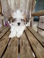 REDUCED Precious , a female Mal Shi for sale in Summer Shade, KY – 3 of 10