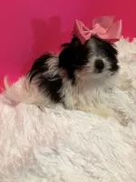 Tiny Skye, a female Maltipom for sale in Summer Shade, KY – 1 of 8