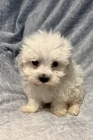 Prancer, a male Maltipoo for sale in Summer Shade, KY – Photo 1 of 5