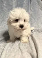 Prancer, a male Maltipoo for sale in Summer Shade, KY – Photo 5 of 5