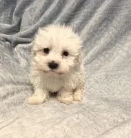 Prancer, a male Maltipoo for sale in Summer Shade, KY – Photo 3 of 5