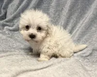 Prancer, a male Maltipoo for sale in Summer Shade, KY – Photo 2 of 5