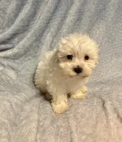 Prancer, a male Maltipoo for sale in Summer Shade, KY – Photo 4 of 5