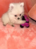 Tinkerbell , a female Pomeranian for sale in Summer Shade, KY – 3 of 3