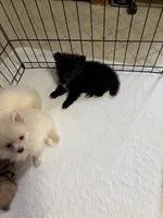 Charmer, a male Pomeranian for sale in Summer Shade, KY – 5 of 5